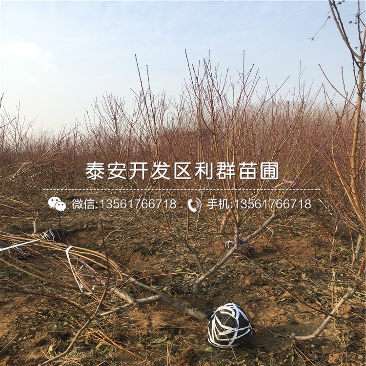 黑桃皇后樹苗品種介紹、黑桃皇后樹苗多少錢一棵