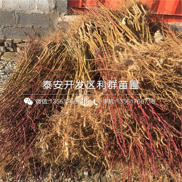 2019年黑桃皇后苗價(jià)格、黑桃皇后苗多少錢一棵