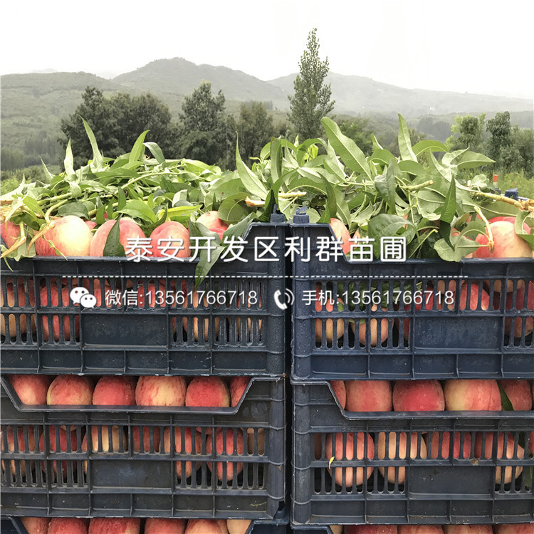 中華黑桃王樹苗批發(fā)、中華黑桃王樹苗基地