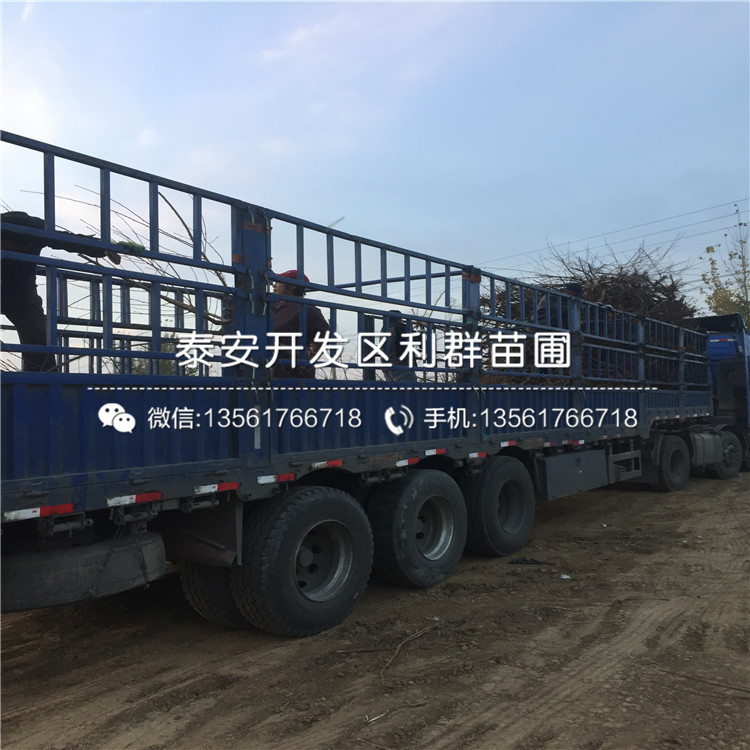 中油14号桃树苗批发、中油14号桃树苗价格及报价