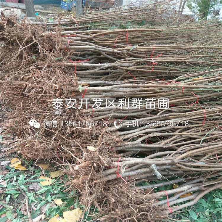 山东晚金霞油蟠桃树苗、山东晚金霞油蟠桃树苗出售