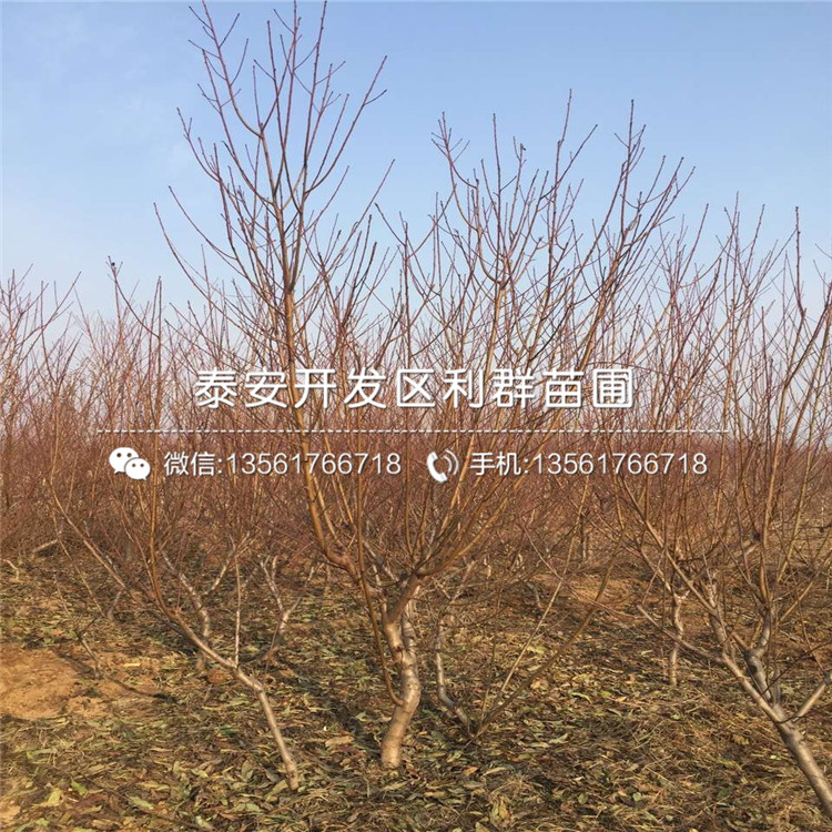 中華黑桃王樹苗批發(fā)、中華黑桃王樹苗基地