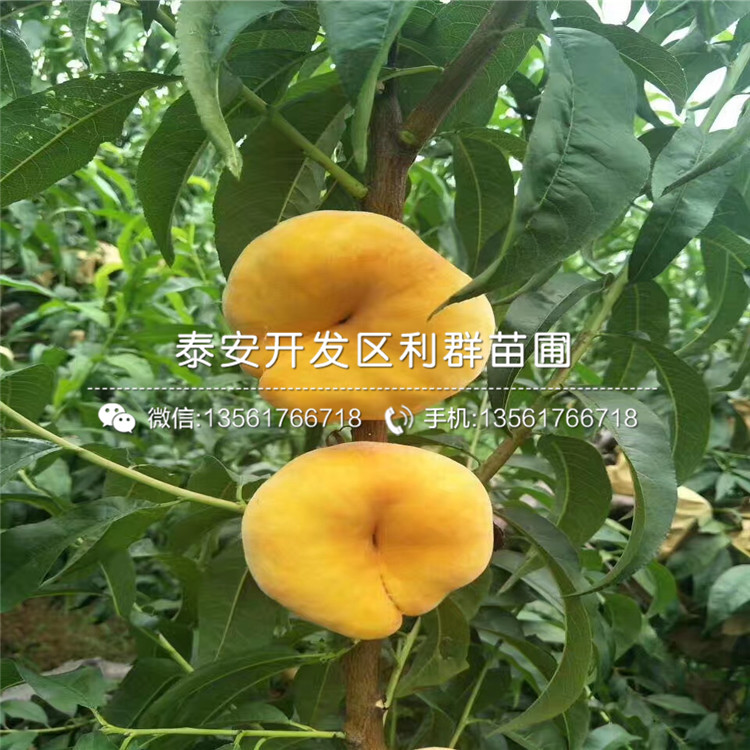 黑桃皇后樹苗出售、黑桃皇后樹苗價(jià)格及報(bào)價(jià)