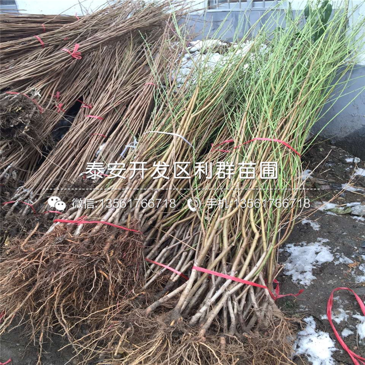 新品種黑桃皇后樹苗、黑桃皇后樹苗多少錢一棵