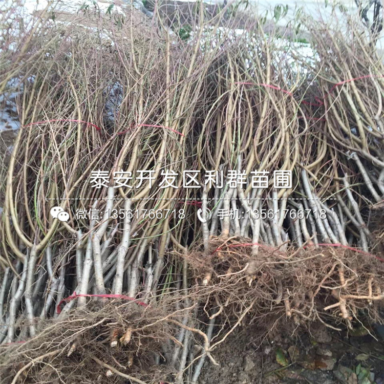 黑桃皇后苗、黑桃皇后苗價格及基地