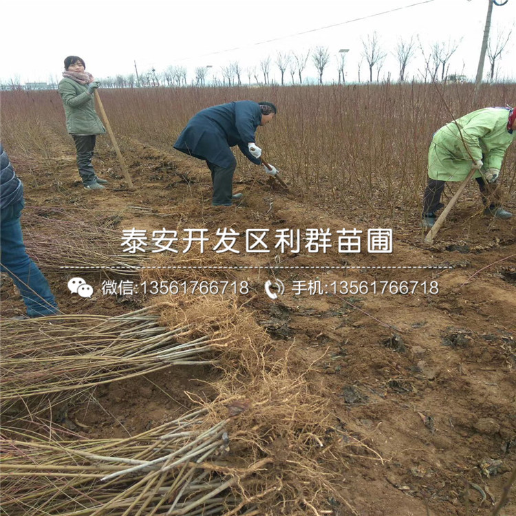 中華黑桃王樹苗價格、中華黑桃王樹苗價格及報價