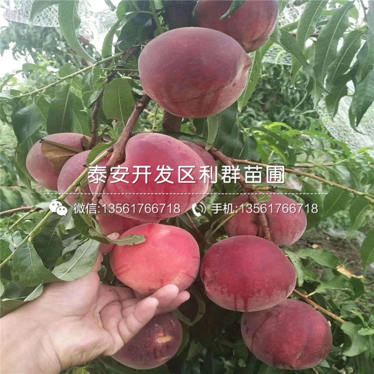 山東黑桃皇后樹苗、山東黑桃皇后樹苗新品種