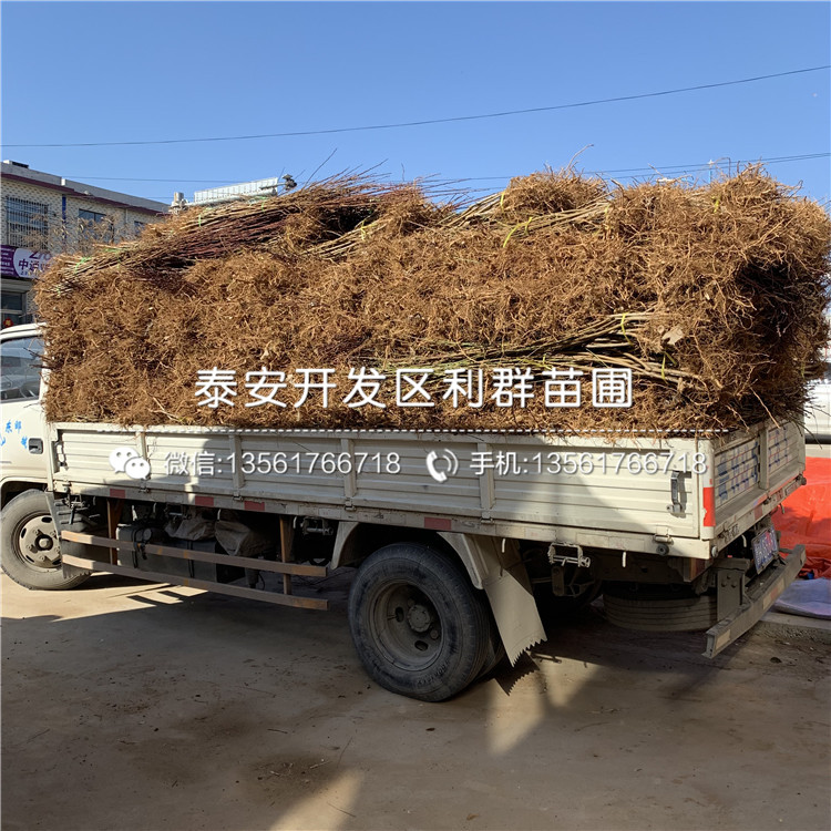 黑桃皇后樹苗批發(fā)、黑桃皇后樹苗基地