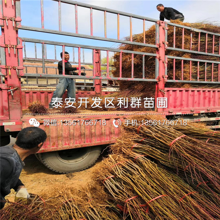 哪里有中華黑桃王樹苗批發(fā)、中華黑桃王樹苗價(jià)格是多少