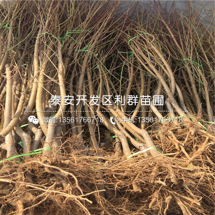 2020年黑桃皇后苗、黑桃皇后苗價(jià)格多少