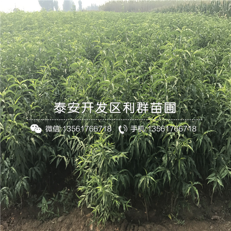 黑桃皇后樹(shù)苗報(bào)價(jià)、2020年黑桃皇后樹(shù)苗價(jià)格