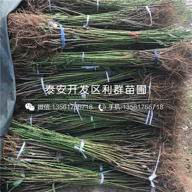 黑桃皇后樹苗圖片、黑桃皇后樹苗報(bào)價(jià)及價(jià)格
