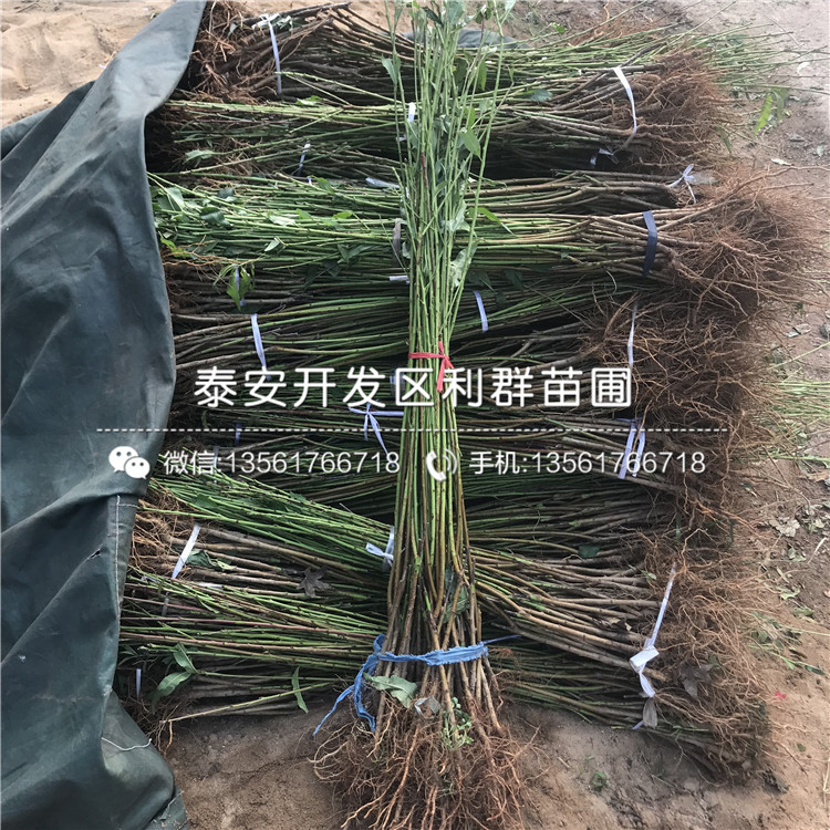 黑桃皇后苗多少錢一棵、2020年黑桃皇后苗價(jià)格