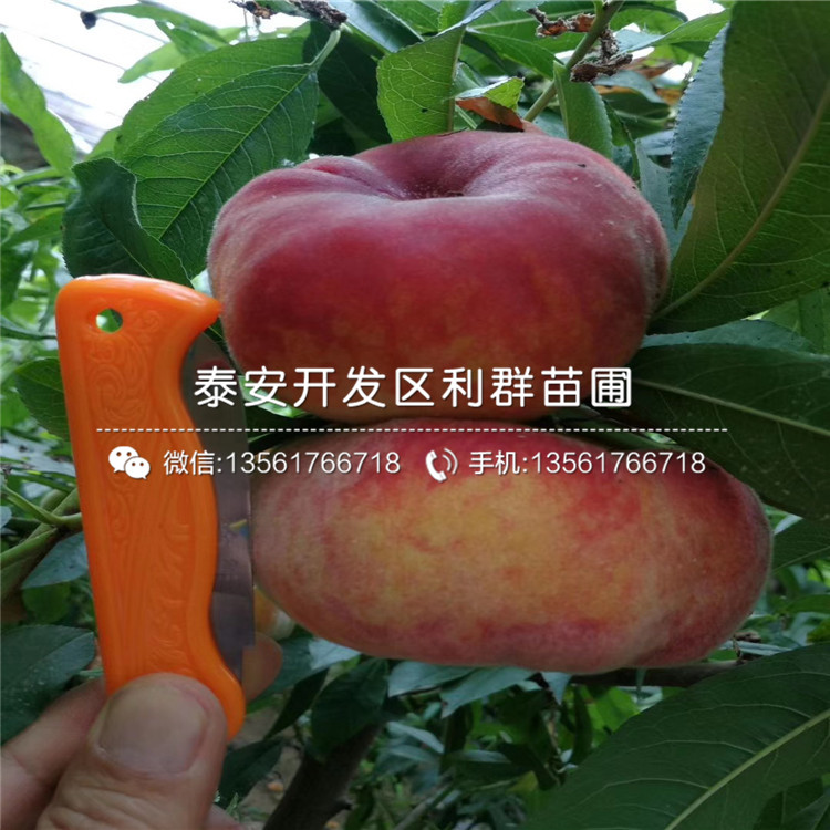 曙光桃树苗、曙光桃树苗价格及报价