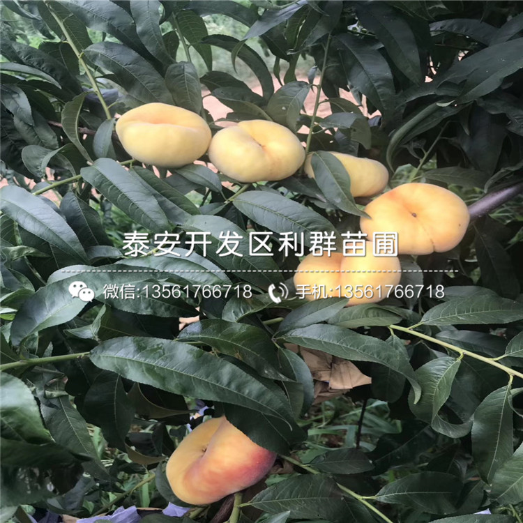 黑桃皇后苗