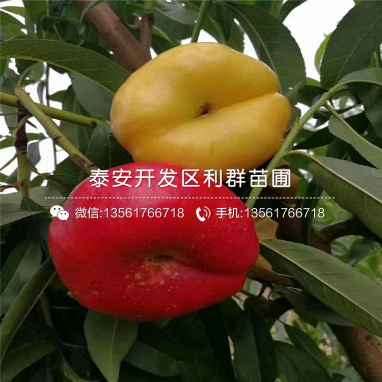 黑桃皇后苗、黑桃皇后苗報(bào)價(jià)