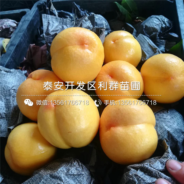 2020年中華黑桃王樹(shù)苗價(jià)格、中華黑桃王樹(shù)苗多少錢(qián)一棵