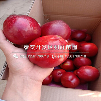 中華黑桃王樹(shù)苗批發(fā)基地、中華黑桃王樹(shù)苗價(jià)格及報(bào)價(jià)