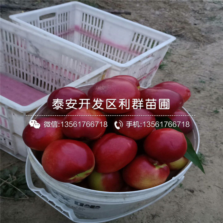 中華黑桃王樹苗批發(fā)基地、中華黑桃王樹苗價(jià)格及報(bào)價(jià)