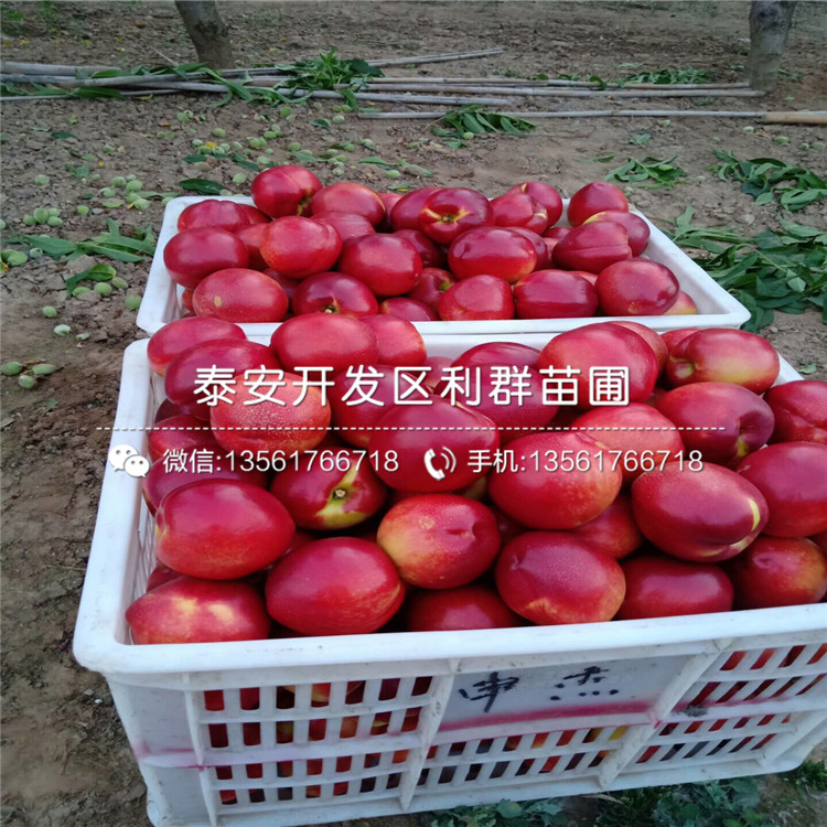 新品種黑桃皇后樹苗、黑桃皇后樹苗多少錢一棵