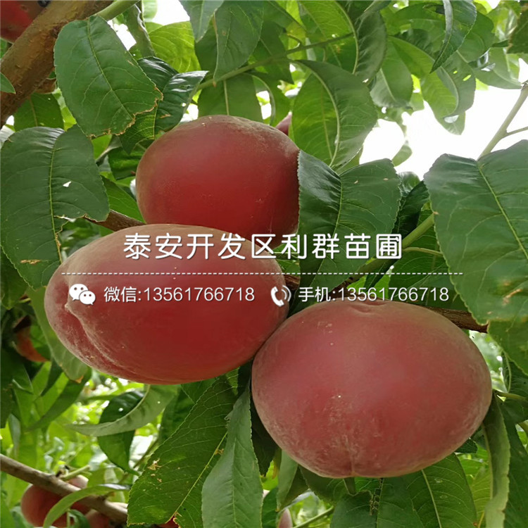 2019年黑桃皇后苗價(jià)格、黑桃皇后苗多少錢一棵