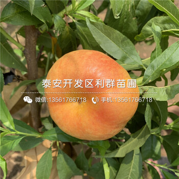 黑桃皇后樹苗批發(fā)、黑桃皇后樹苗基地