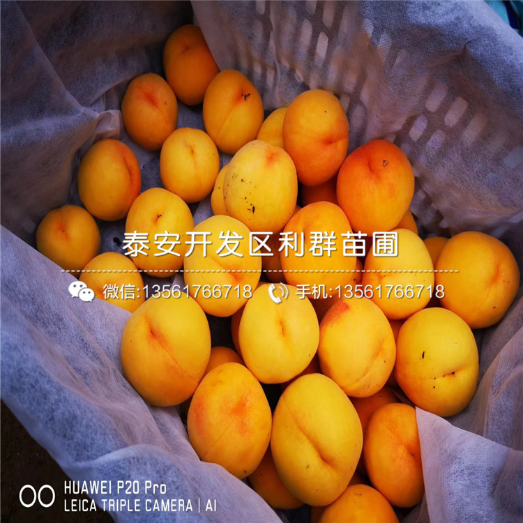 黑桃皇后苗、黑桃皇后苗報(bào)價(jià)