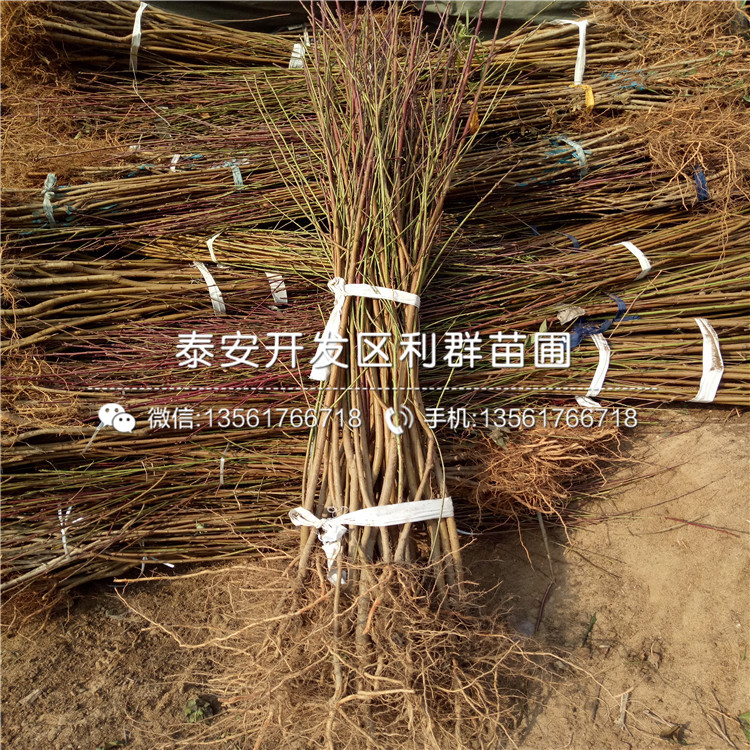 黑桃皇后苗