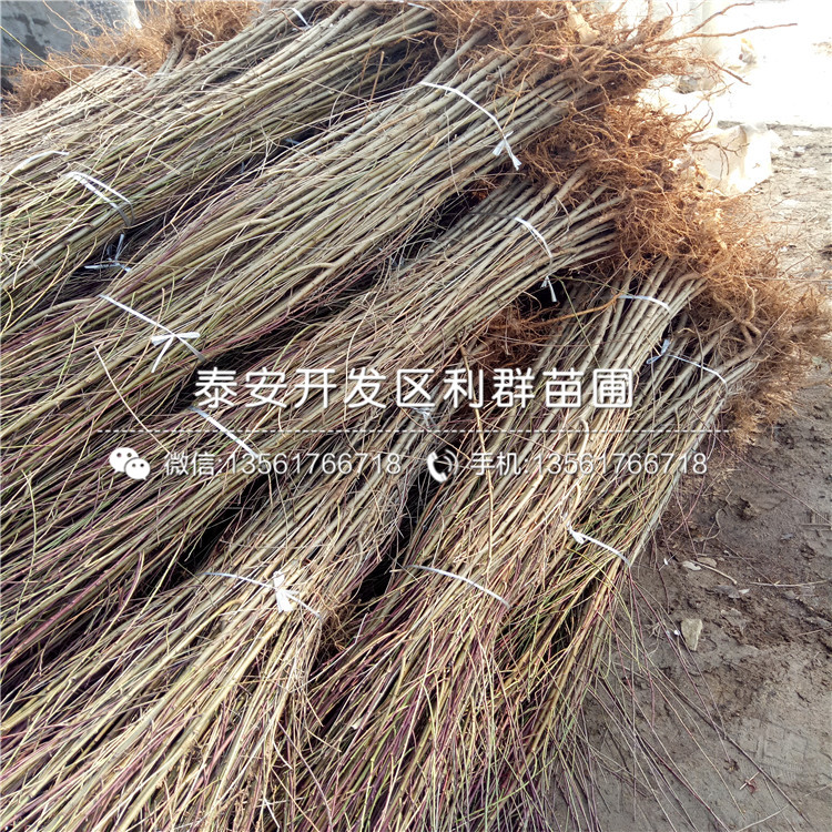 黑桃皇后樹(shù)苗價(jià)格、黑桃皇后樹(shù)苗出售