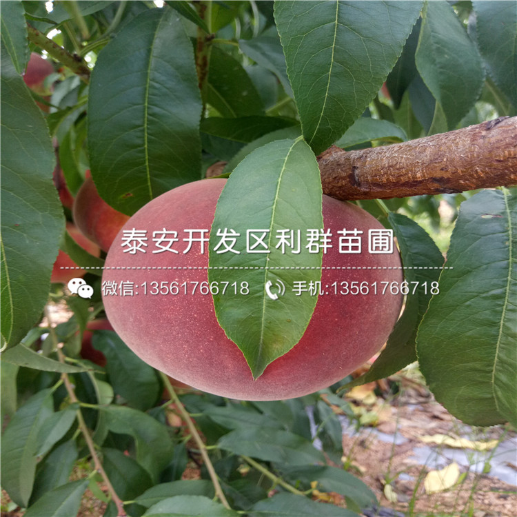 蟠桃桃树苗