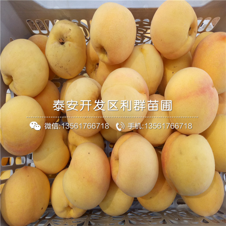 黑桃皇后樹苗品種介紹、黑桃皇后樹苗多少錢一棵