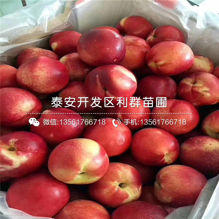 黑桃皇后樹(shù)苗價(jià)格、黑桃皇后樹(shù)苗出售