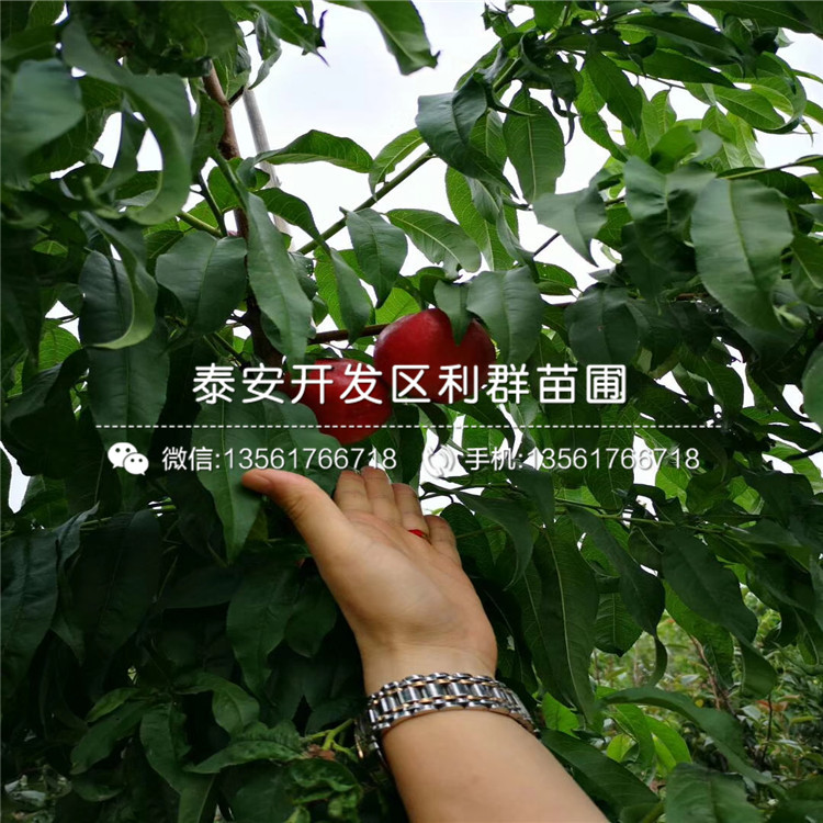 山东晚金霞油蟠桃树苗、山东晚金霞油蟠桃树苗出售