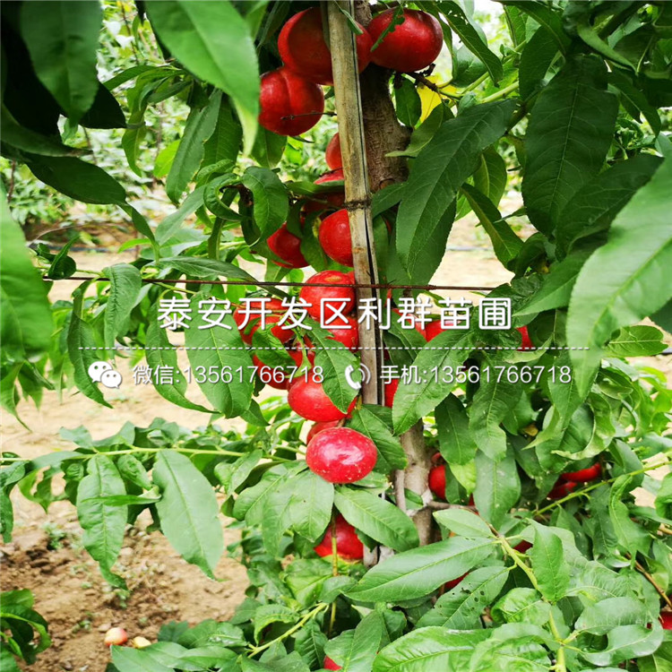 2020年中華黑桃王樹(shù)苗價(jià)格、中華黑桃王樹(shù)苗多少錢(qián)一棵