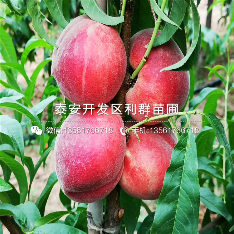 黑桃皇后樹苗出售、黑桃皇后樹苗多少錢一棵