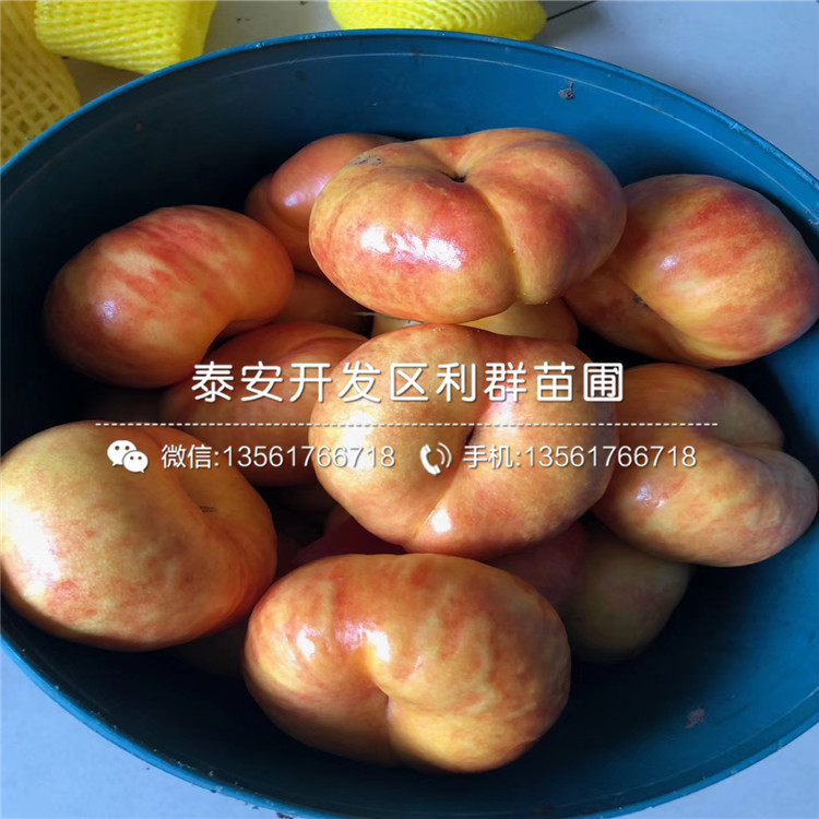 蟠桃桃树苗