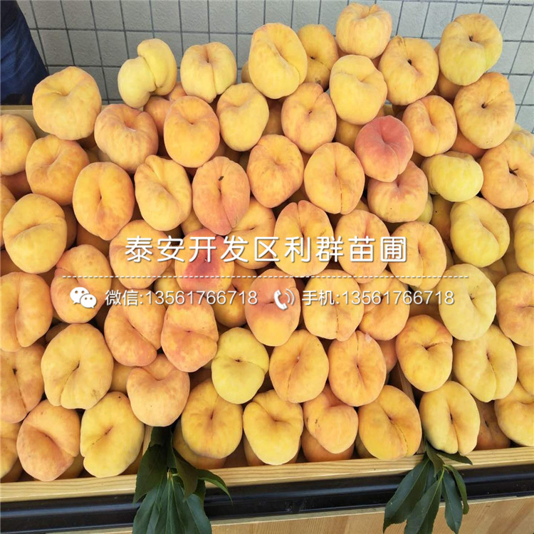 2019年黑桃皇后苗價(jià)格、黑桃皇后苗多少錢一棵
