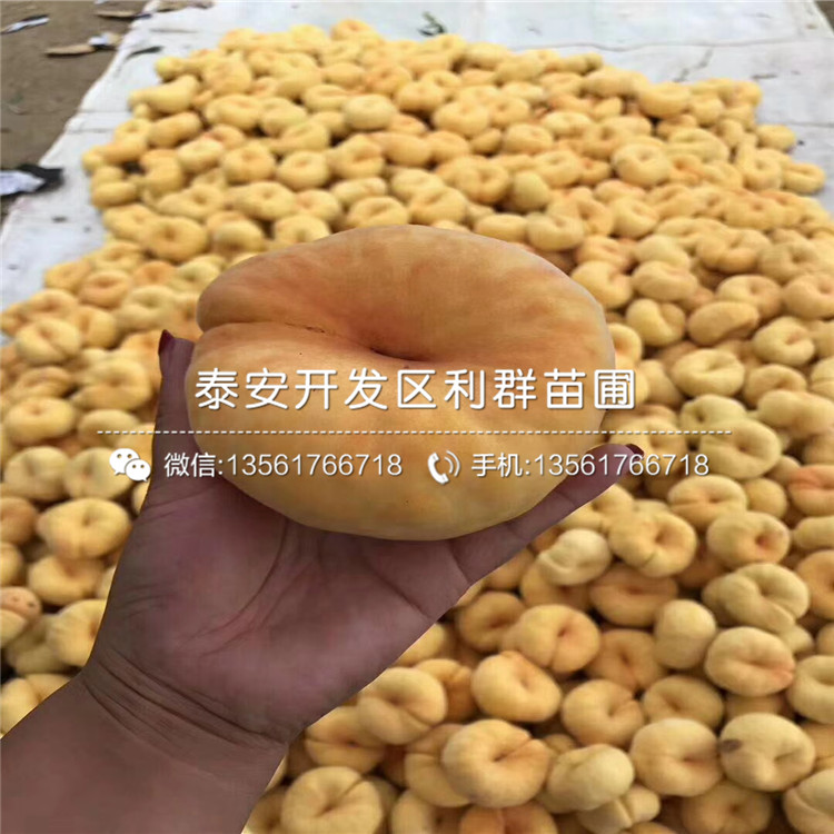 哪里有中華黑桃王樹苗批發(fā)、中華黑桃王樹苗價(jià)格是多少