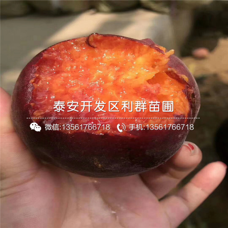 中油14号桃树苗批发、中油14号桃树苗价格及报价