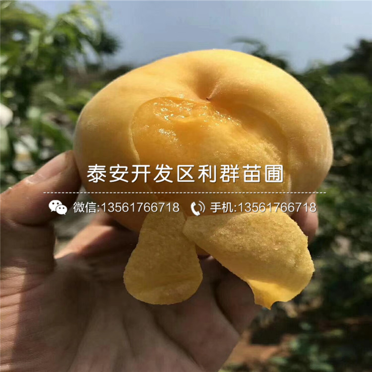 黑桃皇后樹苗圖片、黑桃皇后樹苗報(bào)價(jià)及價(jià)格