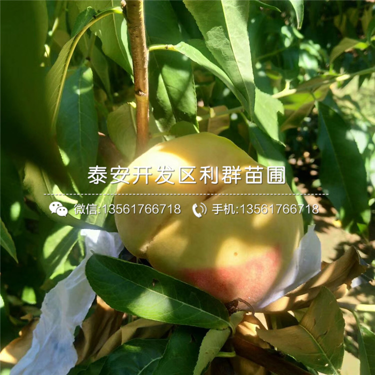 黑桃皇后樹苗批發(fā)、黑桃皇后樹苗基地
