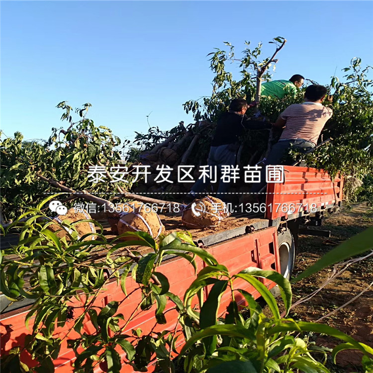 曙光桃树苗、曙光桃树苗价格及报价