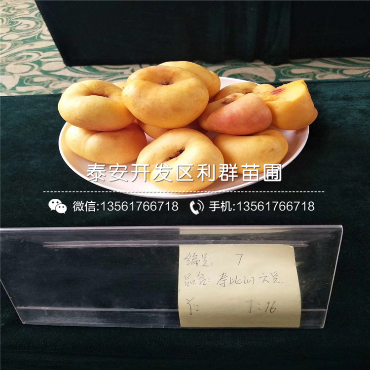 黑桃皇后樹苗價格、黑桃皇后樹苗價格及報價