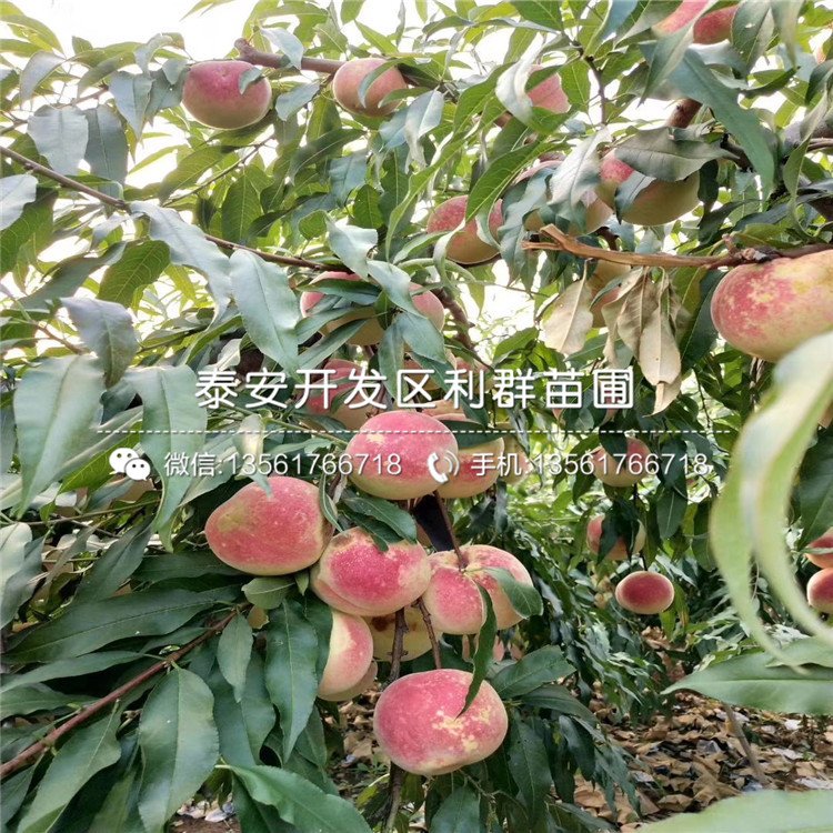黑桃皇后樹苗品種介紹、黑桃皇后樹苗多少錢一棵