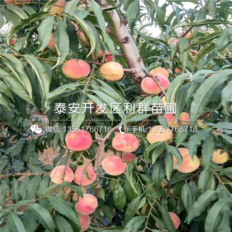 黑桃皇后樹苗品種介紹、黑桃皇后樹苗多少錢一棵