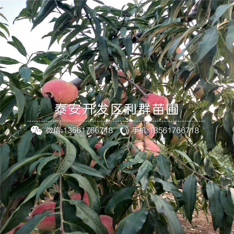 哪里有中華黑桃王樹苗批發(fā)、中華黑桃王樹苗價(jià)格是多少