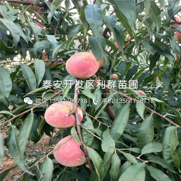 山东晚金霞油蟠桃树苗、山东晚金霞油蟠桃树苗出售