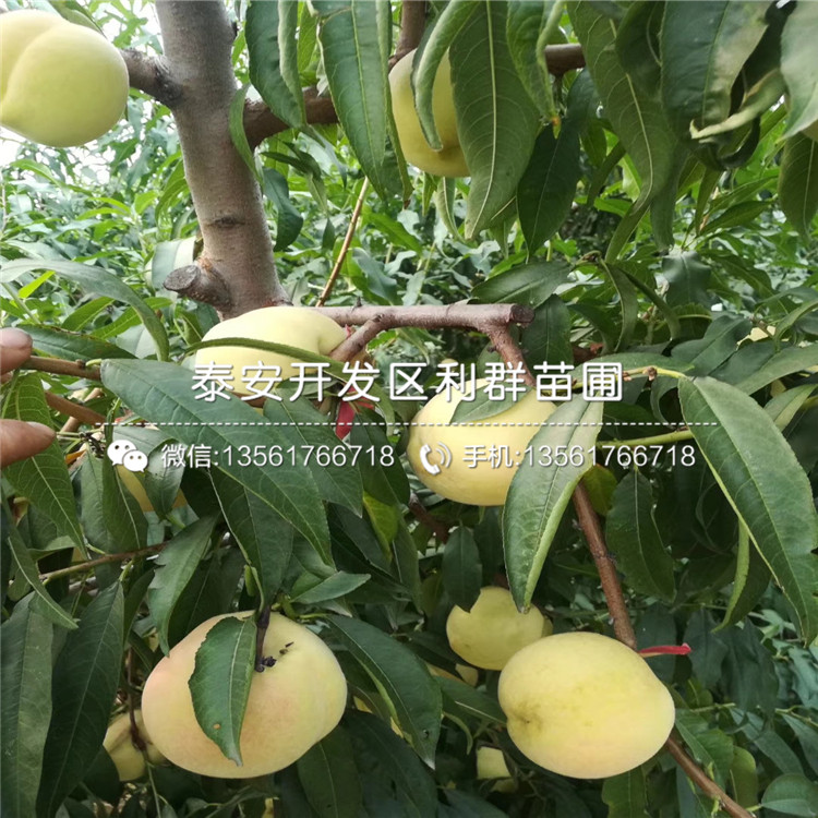 中華黑桃王樹苗價格、中華黑桃王樹苗價格及報價