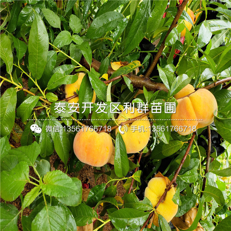 曙光桃树苗、曙光桃树苗价格及报价
