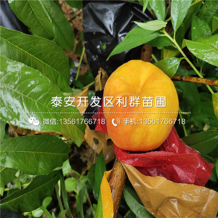黑桃皇后樹(shù)苗、黑桃皇后樹(shù)苗多少錢(qián)一株